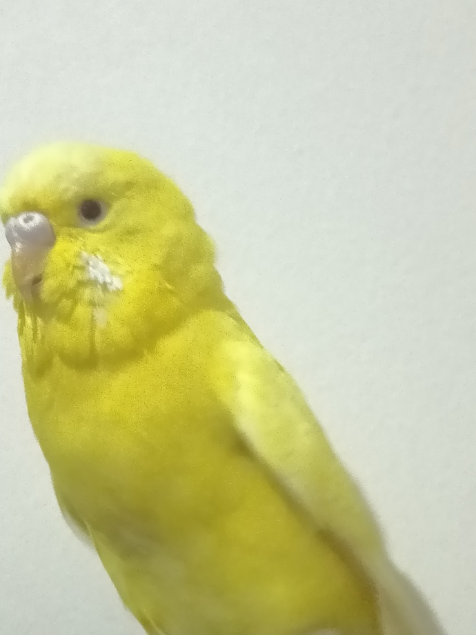 Albino muhabbet kuşumun cinsiyeti nedir?