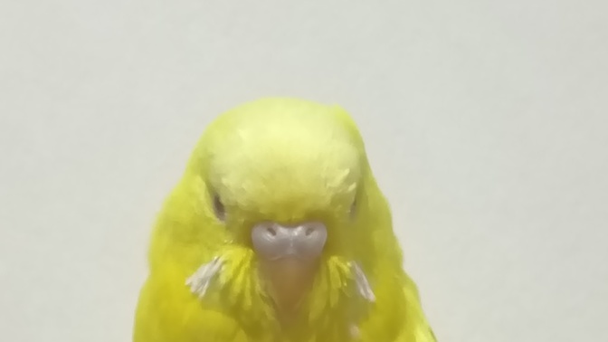 Albino muhabbet kuşumun cinsiyeti nedir?