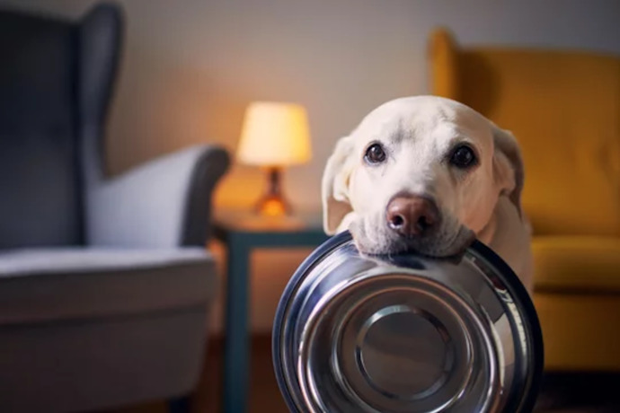 Köpeğim neden hiç doymuyor?