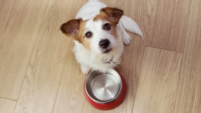 Köpeğim neden hiç doymuyor?