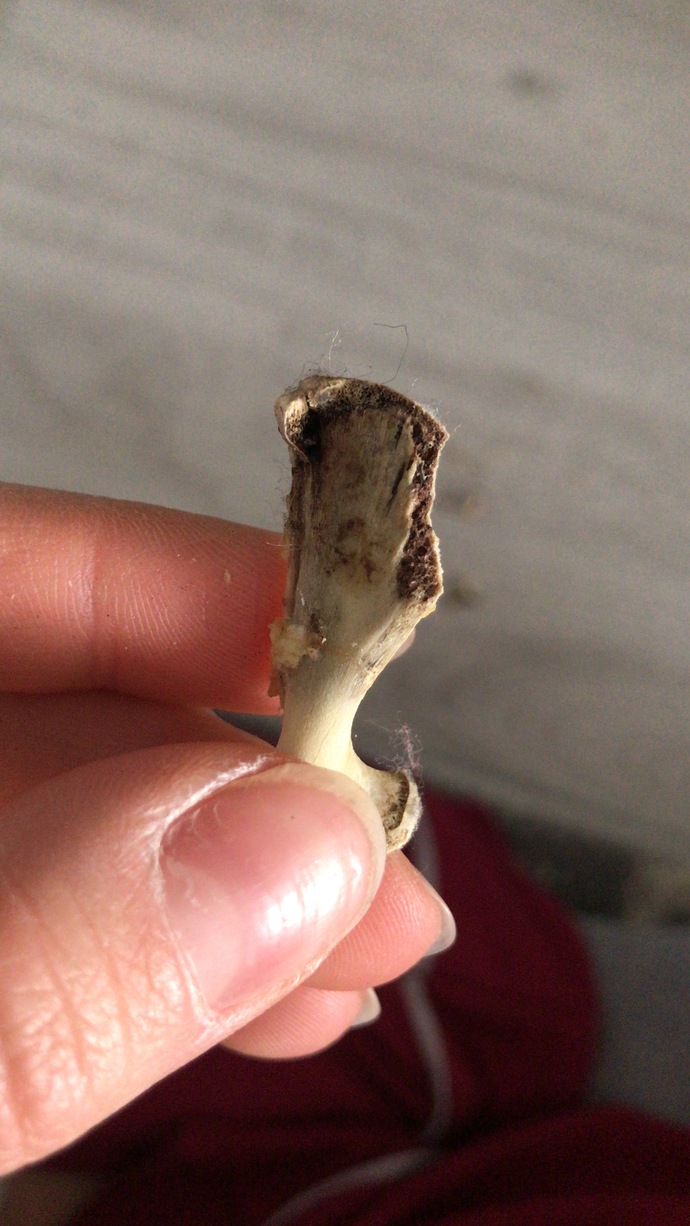 Kemik büyüsü diye bi şey var mı?