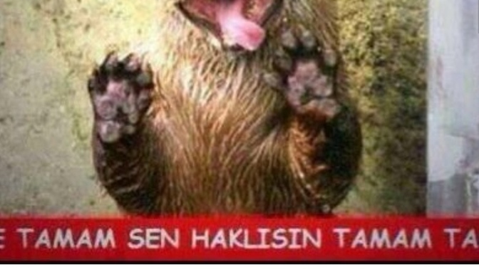 Siz hep haklı mısınız?