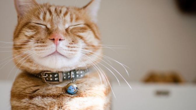Kedi kumu tercihiniz nasıl?
