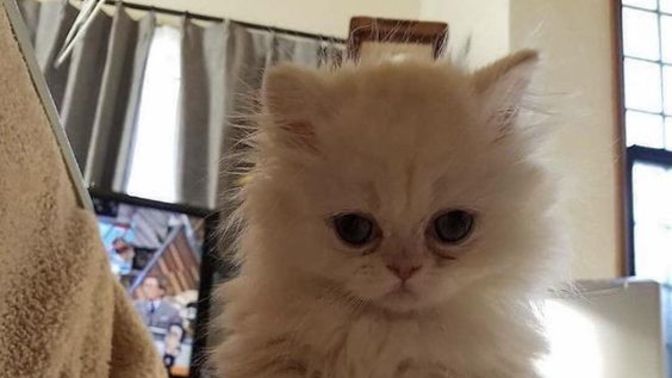 Kediniz stresli olduğunda hemen anlayabiliyor musunuz?