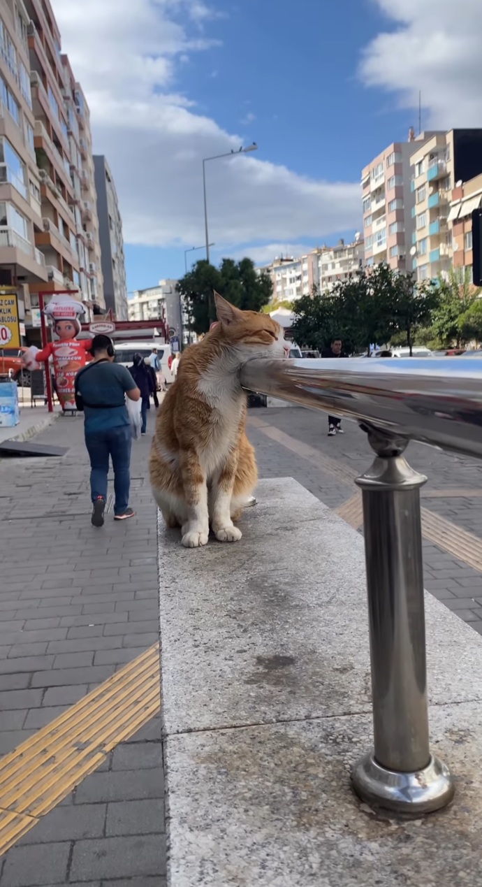 Mamasına miyawladığım ne derdi var acaba