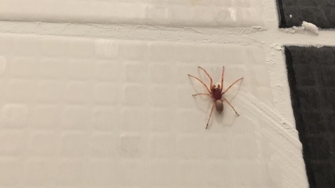 Böyle bi örümcek daha önce gördünüz mü? ne yapmam gerek?
