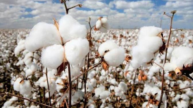 Türkiye'deki insanlar 🤦‍♀️ celladına mı aşık?