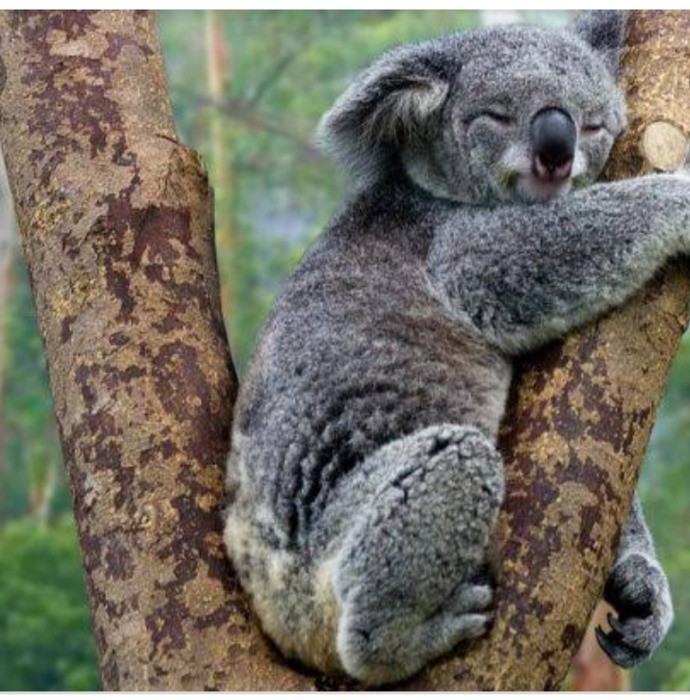 Bazen kendinizi bir koala gibi hissediyor musunuz?