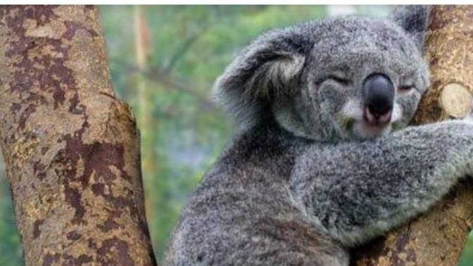 Bazen kendinizi bir koala gibi hissediyor musunuz?