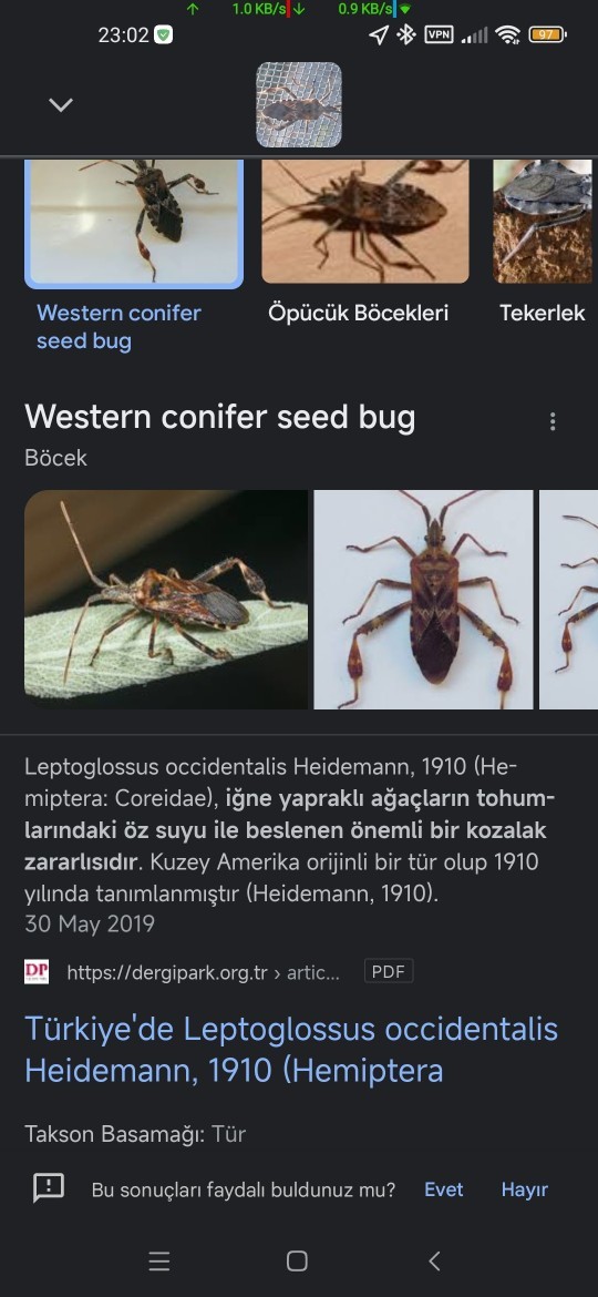Bu ne böceği olabilir?