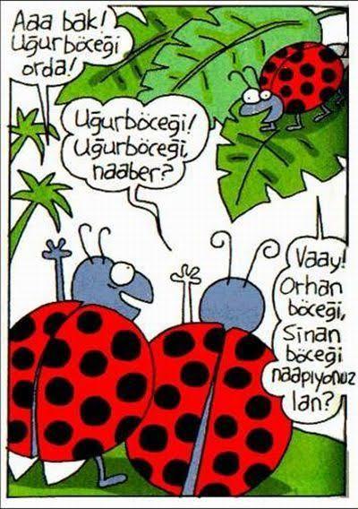 Bu ne böceği olabilir?
