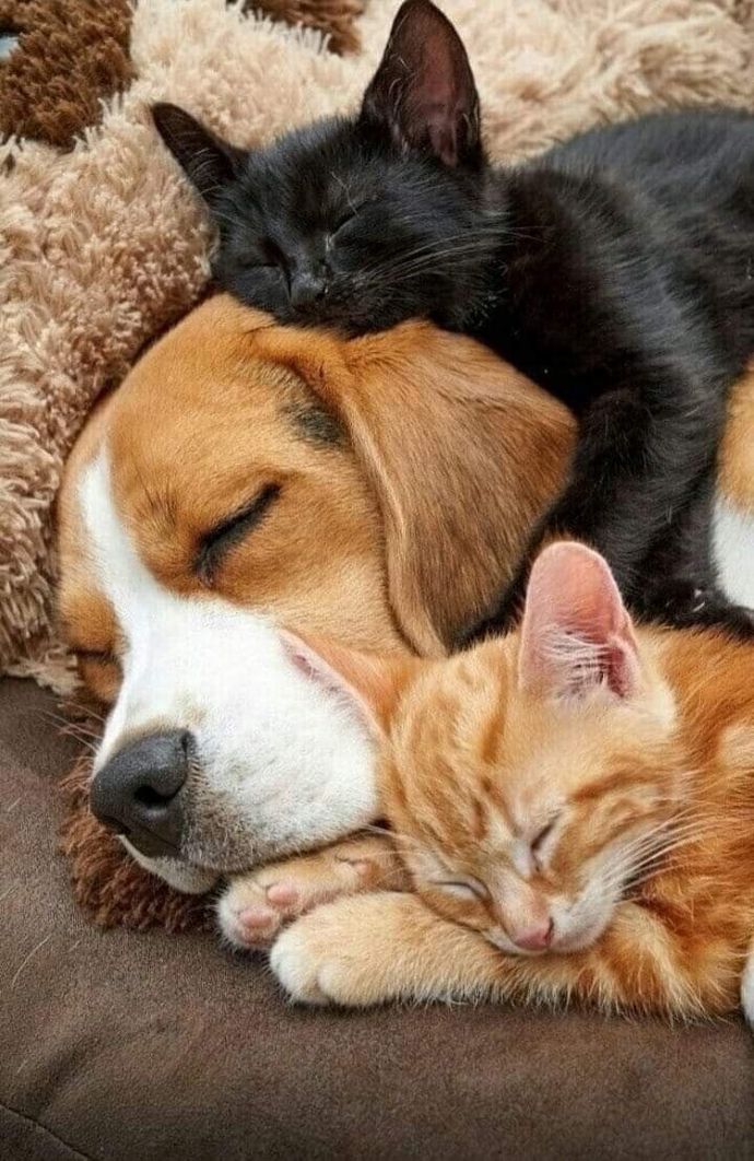 Neden her evde 1 kedi ve 1 kopek yok ki?