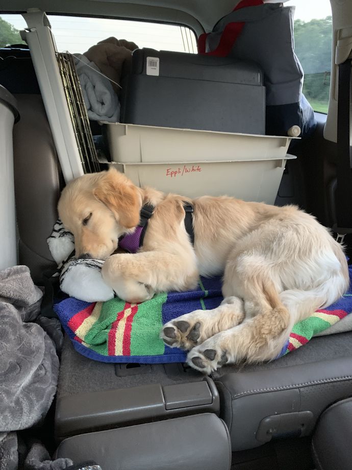 Köpek ile araba yolculuğu yapmak zor mu?