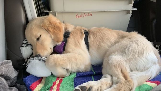 Köpek ile araba yolculuğu yapmak zor mu?