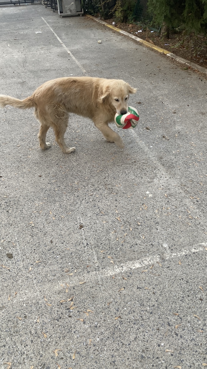 En son hangi hayvanı sevdiniz?