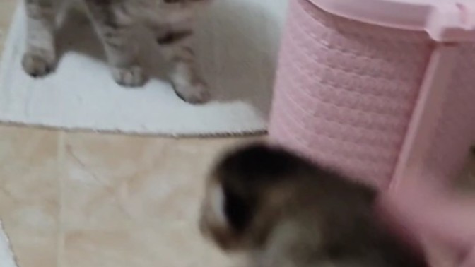 Kedim yeni doğan kardeşlerinden korkuyor ne yapmalıyım?