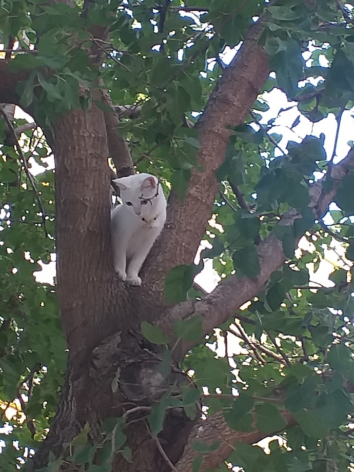 Kuş avında