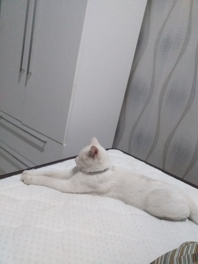 Piramitleri koruyan sfenks kedi heykeli duruşu. Asaleti bu oturusla ölçülür kedilerin.