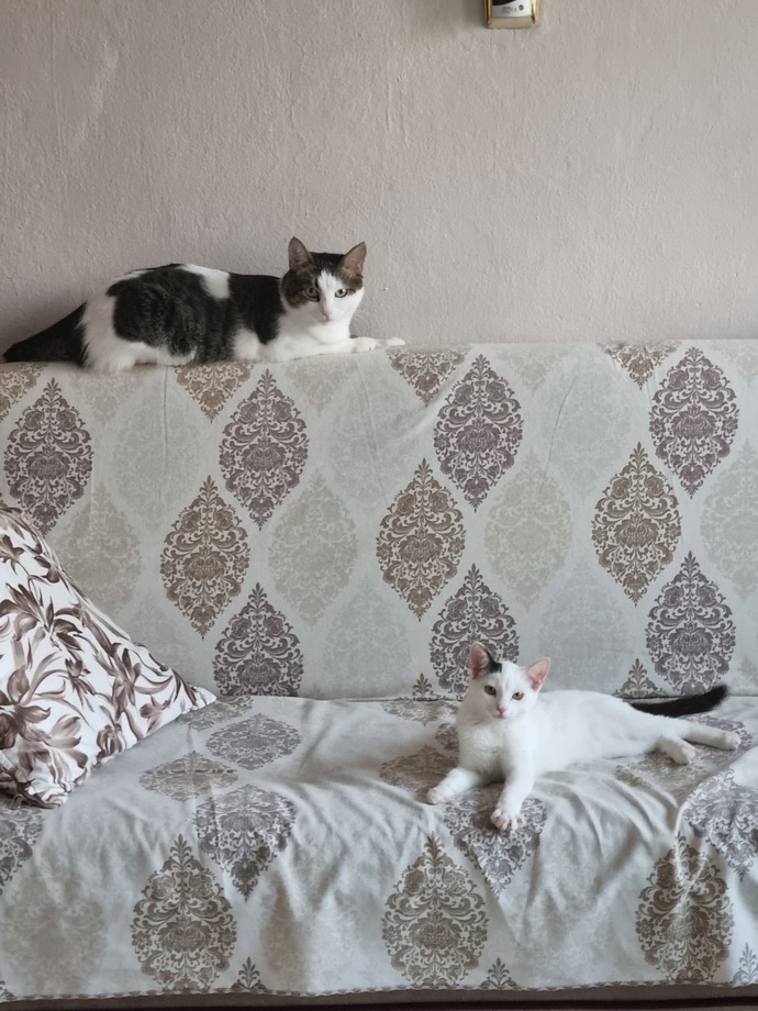 Kedilerimizin fotoğraflarını paylaşalım mı?