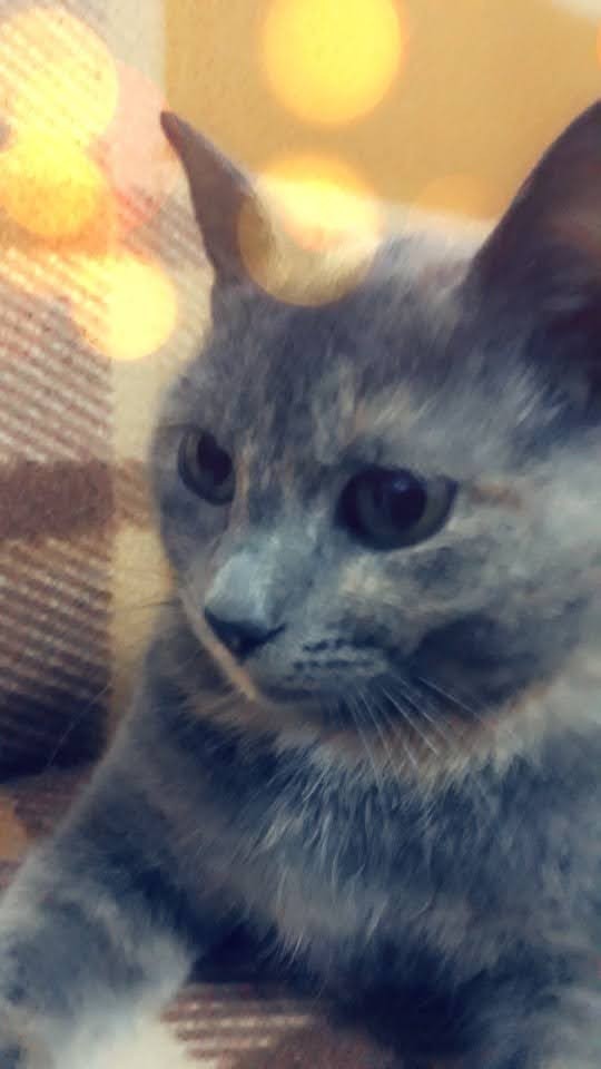Kedilerimizin fotoğraflarını paylaşalım mı?