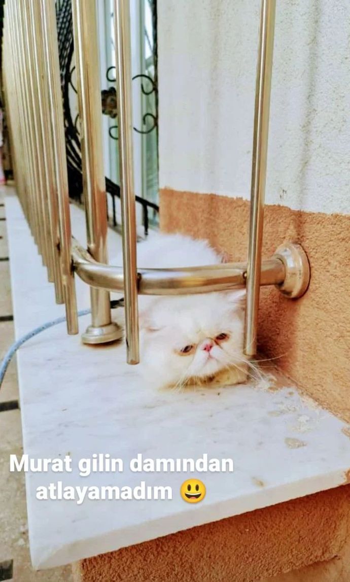Kedilerimizin fotoğraflarını paylaşalım mı?
