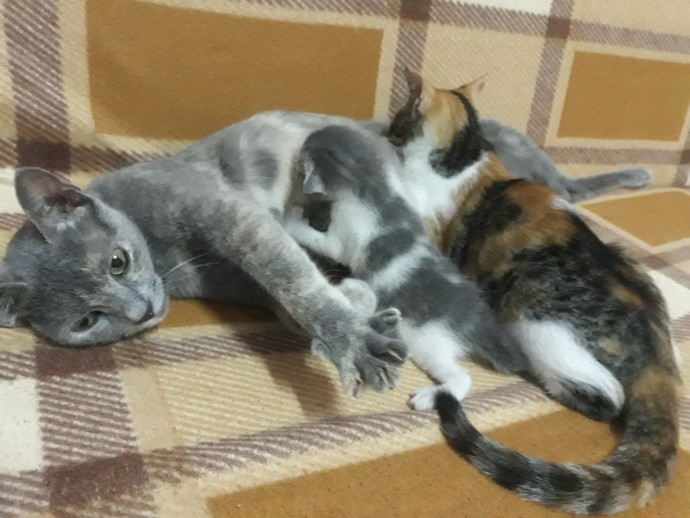Kedilerimizin fotoğraflarını paylaşalım mı?