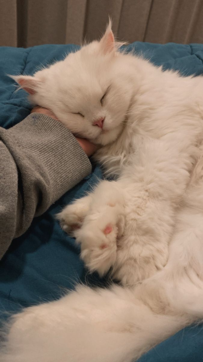Huysuz pamuğum benim 🥰