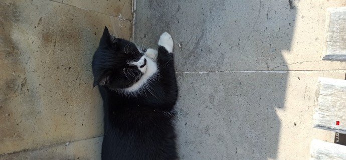 Kedini nasıl tanımlarsın minnoş bir ev kedisi mi yoksa asi bir ev kedisi mi?