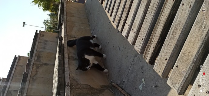 Kedini nasıl tanımlarsın minnoş bir ev kedisi mi yoksa asi bir ev kedisi mi?