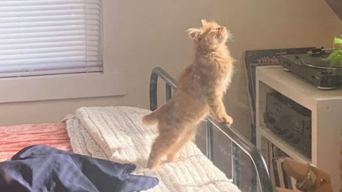 Kedini nasıl tanımlarsın minnoş bir ev kedisi mi yoksa asi bir ev kedisi mi?