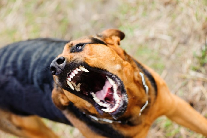 Sokaktaki başıboş köpekler toplatılıp uyutulmalı mı?