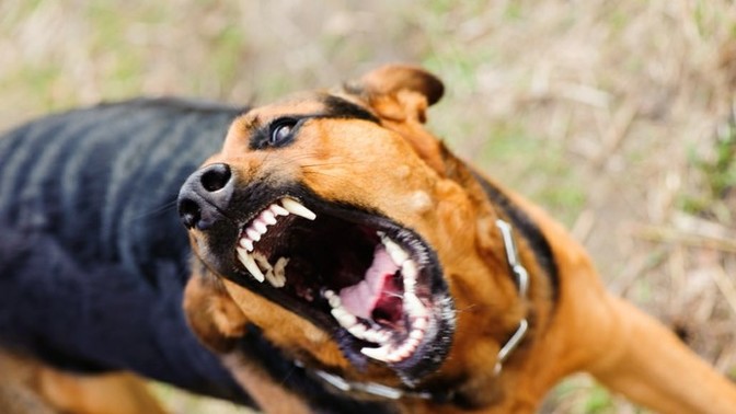 Sokaktaki başıboş köpekler toplatılıp uyutulmalı mı?