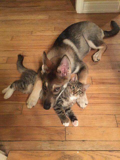 Kedi ve köpeklerin anlaşamadığı bir yalan mı?
