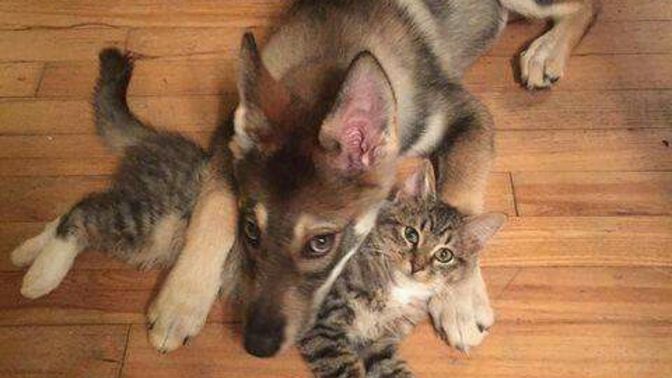 Kedi ve köpeklerin anlaşamadığı bir yalan mı?