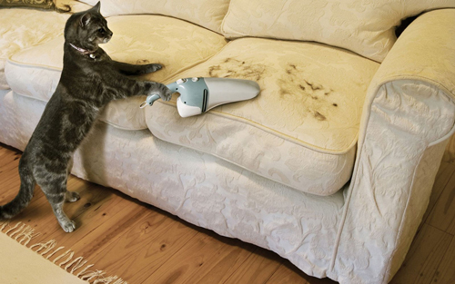 Kedi tüyüne karşı bir çözüm var mı?