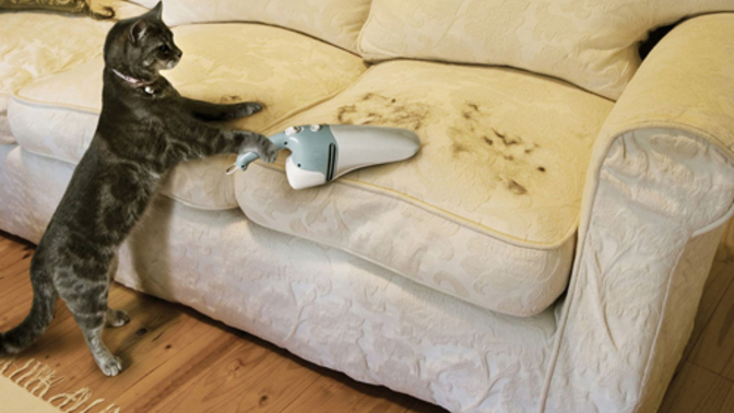 Kedi tüyüne karşı bir çözüm var mı?