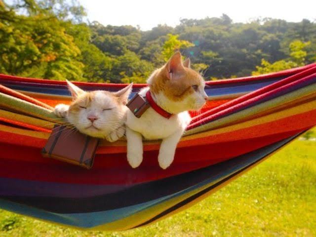 Kedi ile yatılı misafirliğe gidilir mi?