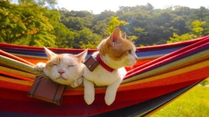 Kedi ile yatılı misafirliğe gidilir mi?
