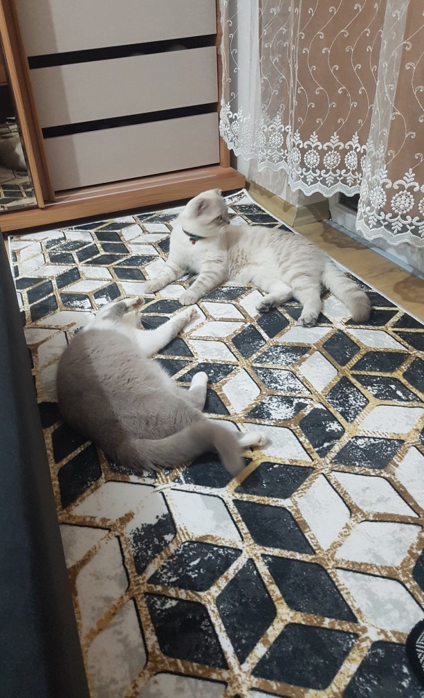 Kedim erkek kediyle kavga ediyor neden olabilir?