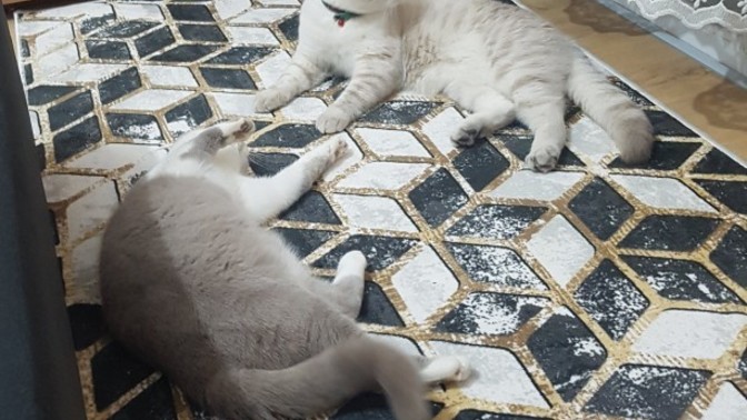 Kedim erkek kediyle kavga ediyor neden olabilir?