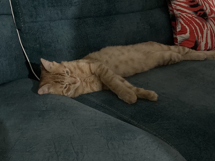 Böyle sorgulayarak ya da uykulu kedi benim ayrıca