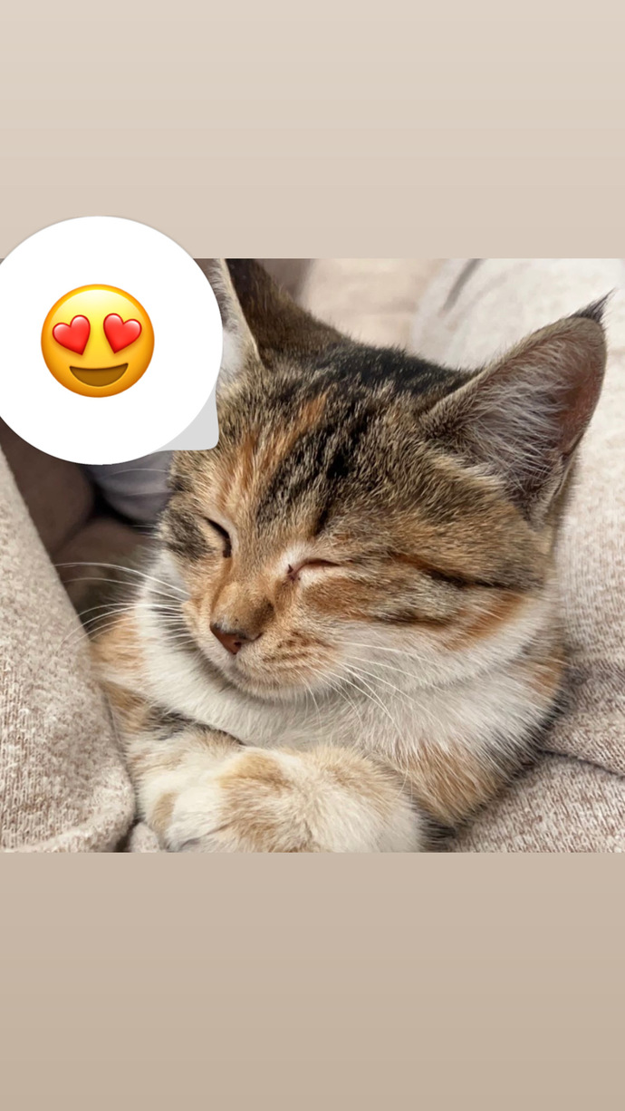 Kedi̇ yaşı nasıl anlaşılır?