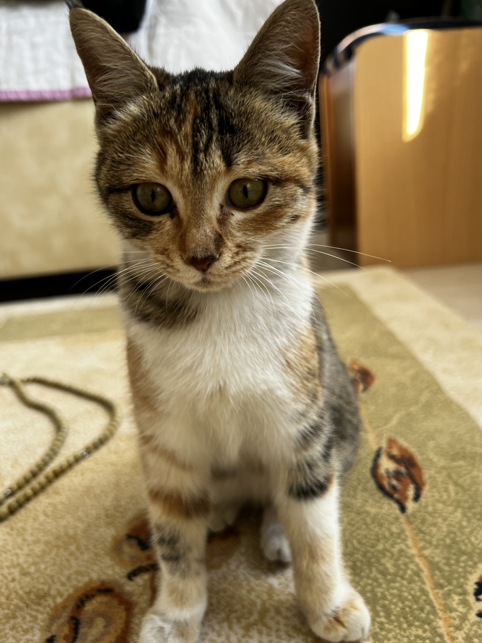Kedi̇ yaşı nasıl anlaşılır?