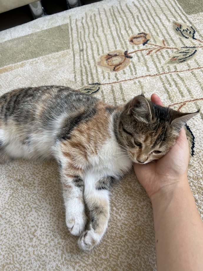 Kedi̇ yaşı nasıl anlaşılır?