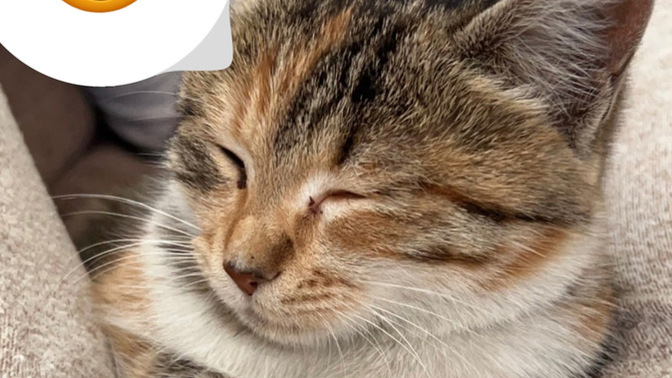 Kedi̇ yaşı nasıl anlaşılır?