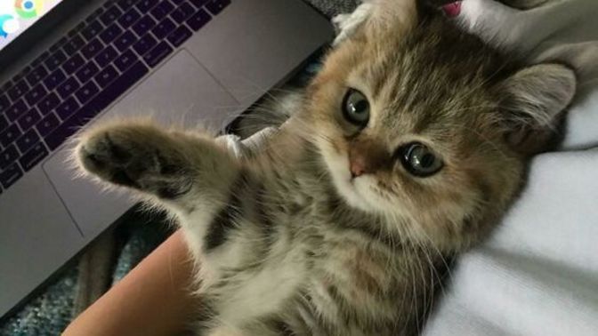 Kediler tatlı yer mi?