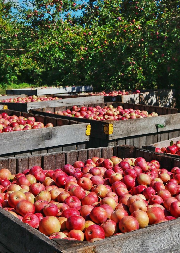 Elma en güzel nasıl değerlendirilir🍎?