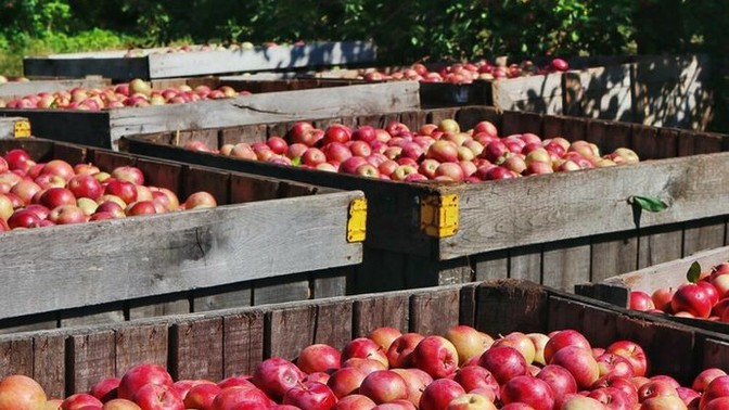 Elma en güzel nasıl değerlendirilir🍎?