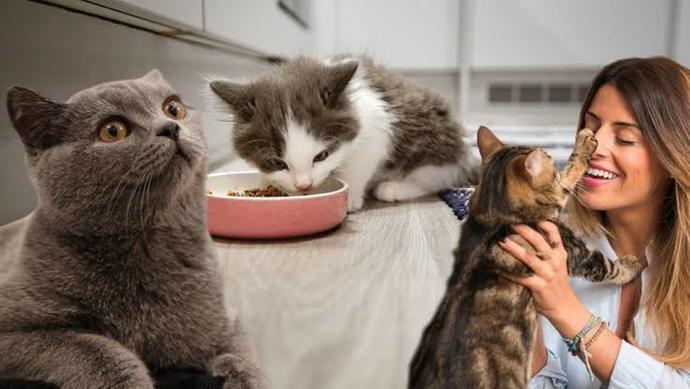 Kedi sahiplenmenin maliyeti ne kadar olur?