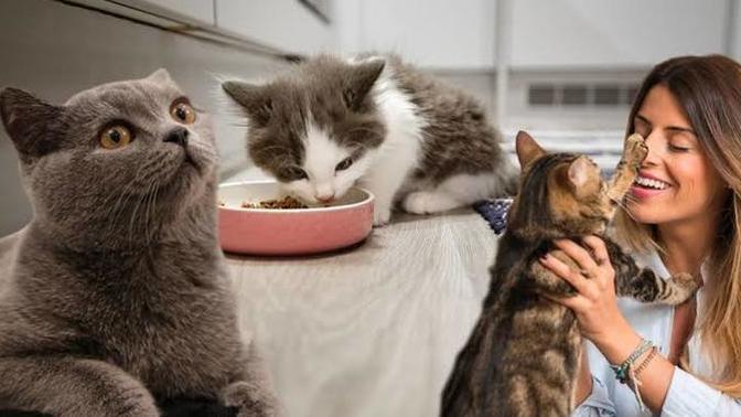 Kedi sahiplenmenin maliyeti ne kadar olur?
